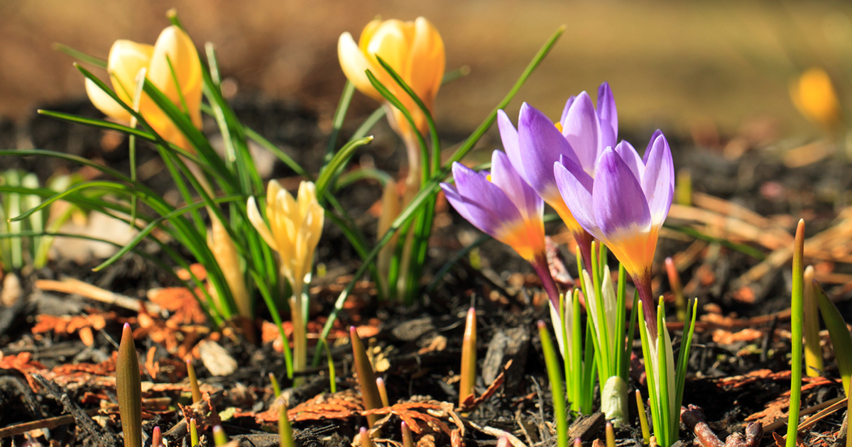 Yellow thiab ntshav crocuses blooming nyob rau hauv cov nyom. Duab Credit: Adobe Stock Image